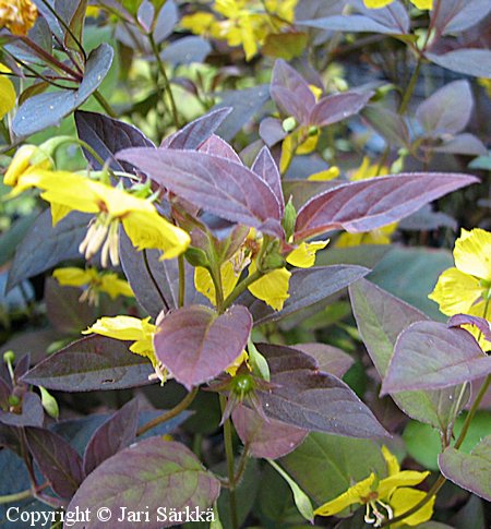 Lysimachia ciliata 'Firecracker', ripsialpi